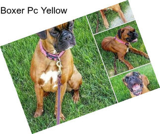 Boxer Pc Yellow