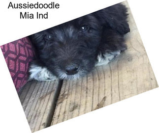 Aussiedoodle Mia Ind