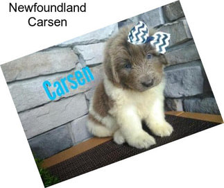 Newfoundland Carsen