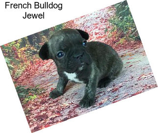 French Bulldog Jewel