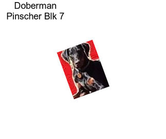Doberman Pinscher Blk 7