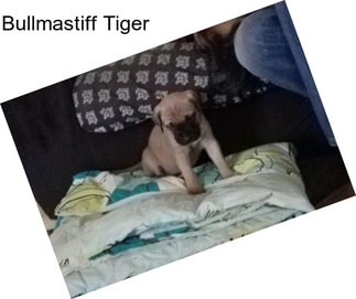 Bullmastiff Tiger