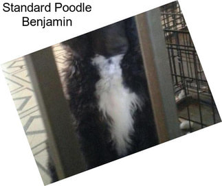 Standard Poodle Benjamin
