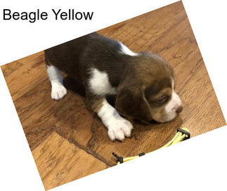 Beagle Yellow