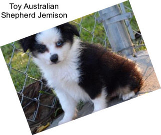 Toy Australian Shepherd Jemison