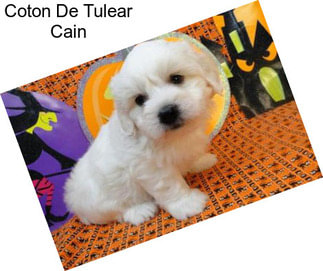 Coton De Tulear Cain