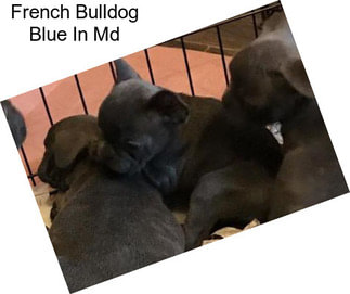 French Bulldog Blue In Md
