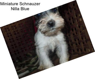 Miniature Schnauzer Nilla Blue