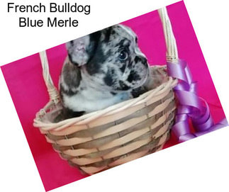 French Bulldog Blue Merle