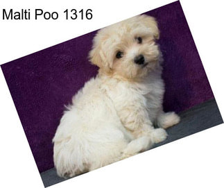 Malti Poo 1316