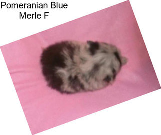 Pomeranian Blue Merle F