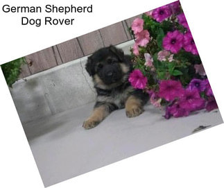 German Shepherd Dog Rover