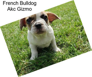 French Bulldog Akc Gizmo