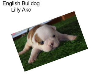 English Bulldog Lilly Akc