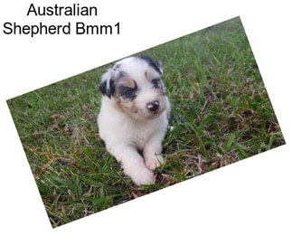 Australian Shepherd Bmm1