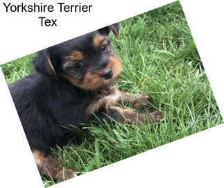 Yorkshire Terrier Tex