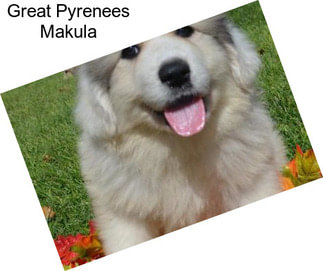 Great Pyrenees Makula