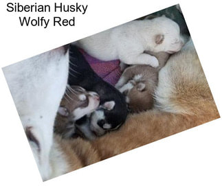 Siberian Husky Wolfy Red