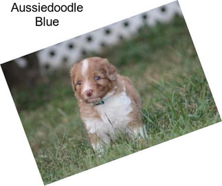 Aussiedoodle Blue