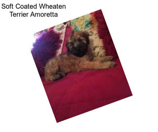 Soft Coated Wheaten Terrier Amoretta