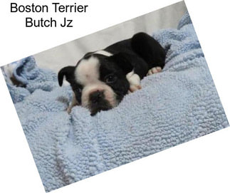 Boston Terrier Butch Jz