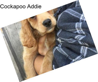 Cockapoo Addie