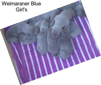 Weimaraner Blue Girl\'s