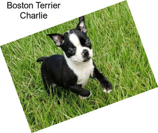 Boston Terrier Charlie