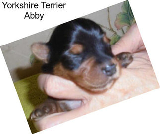 Yorkshire Terrier Abby