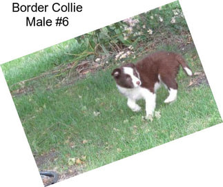 Border Collie Male #6