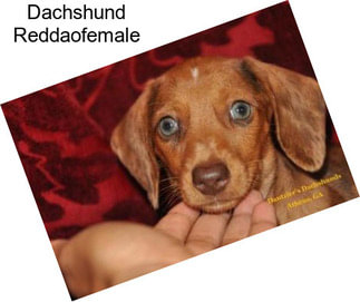 Dachshund Reddaofemale