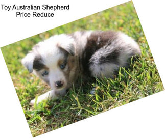 Toy Australian Shepherd Price Reduce