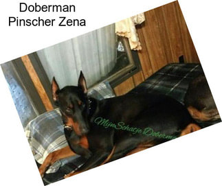 Doberman Pinscher Zena