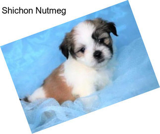 Shichon Nutmeg