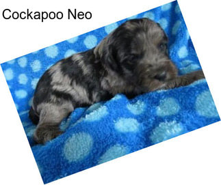 Cockapoo Neo