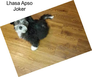 Lhasa Apso Joker