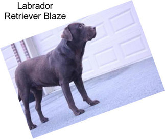 Labrador Retriever Blaze