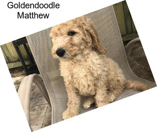 Goldendoodle Matthew