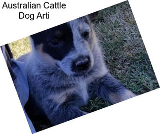 Australian Cattle Dog Arti