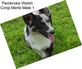 Pembroke Welsh Corgi Merle Male 1
