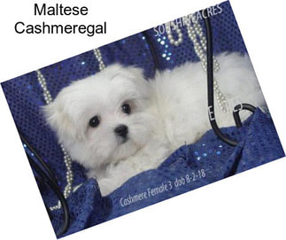 Maltese Cashmeregal