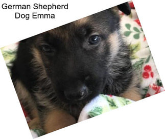 German Shepherd Dog Emma