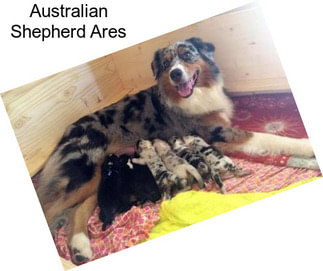 Australian Shepherd Ares