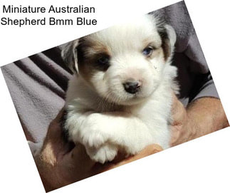 Miniature Australian Shepherd Bmm Blue