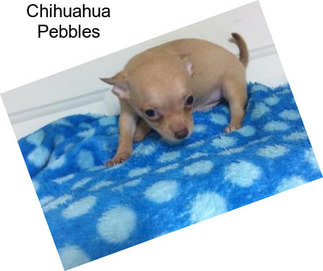 Chihuahua Pebbles