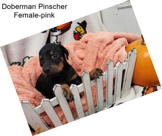 Doberman Pinscher Female-pink