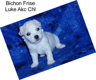 Bichon Frise Luke Akc Chl