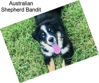 Australian Shepherd Bandit