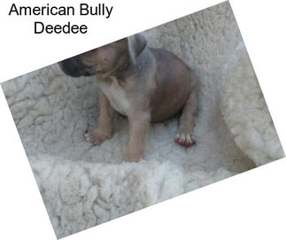 American Bully Deedee