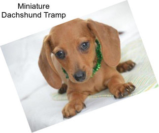 Miniature Dachshund Tramp